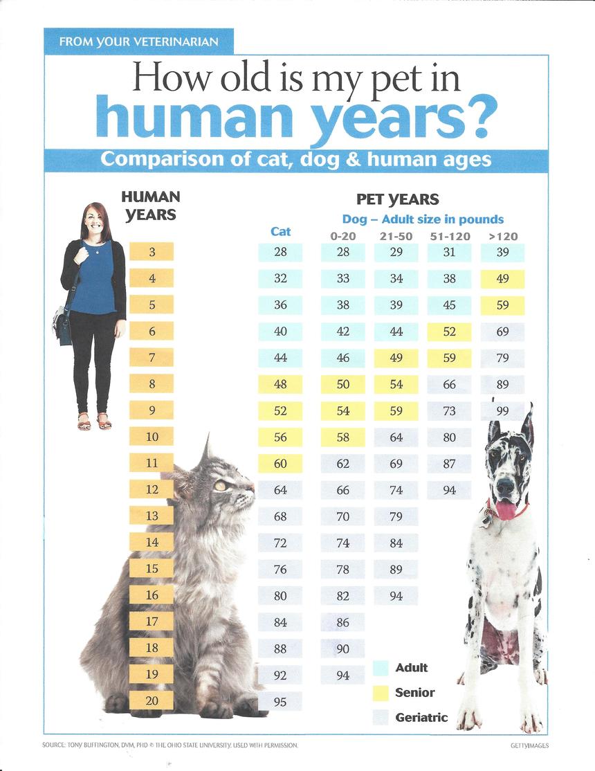 16 human years to cat years